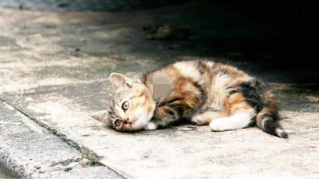 烫猫事件最新进展及小巷特色小店探秘